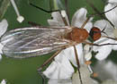 Empis_digramma