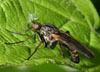 Empis_livida