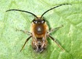 Eucera_longicornis