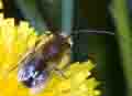 Eucera_nigrescens