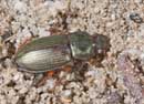 Harpalus_affinis