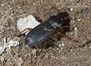 Harpalus_smaragdinus