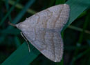 Herminia_tarsipennalis