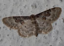 Idaea_mustelata