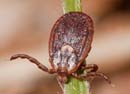 Ixodes_ricinus