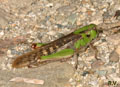 Locusta_migratoria