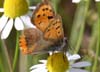 Lycaena_dispar