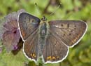 Lycaena_fabricius