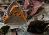 Lycaena_phleas