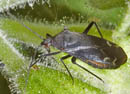 Macrotylus_quadrilineatus