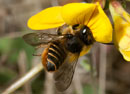 Megachile_centuncularis