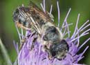 Megachile_versicolor