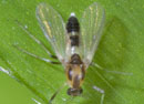 Microtendipes_pedellus