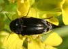 Mordella_aculeata