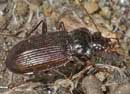 Nebria_brevicollis