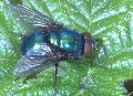 Neomyia_viridescens