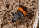 Nicrophorus_vespilloides