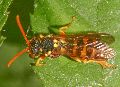 Nomada_fucata