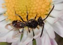 Nomada_sheppardana