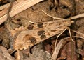 Nomophila_noctuella