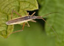 Notostira_elongata