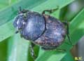 Onthophagus_nuchicornis
