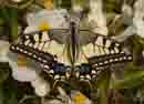 Papilio_machaon