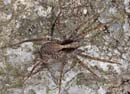 Pardosa_lugubris