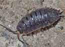 Porcellio_scaber