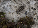Pseudopsocus_meridionalis
