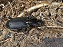 Pterostichus_melanarius