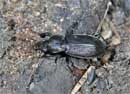 Pterostichus_niger