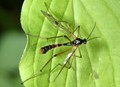 Ptychoptera_contaminata