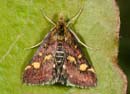 Pyrausta_purpuralis