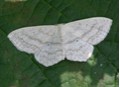 Scopula_nigropunctata