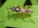 Sepedon_sphegea