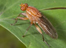 Tetanocera_ferruginea