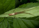 Tetragnatha_extensa