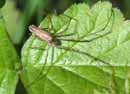 Tetragnatha_montana