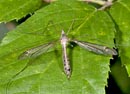 Tipula_oleracea