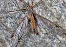 Tipula_scripta