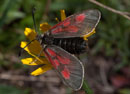 Zygaena_exulans