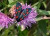 Zygaena_filipendulae