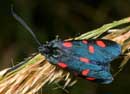 Zygaena_lonicerae