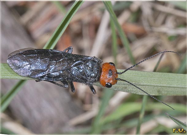  Acantholyda erythrocephala  Pamphiliidae 