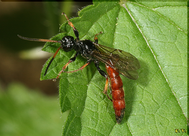  Alomya debellator  Ichneumonidae 