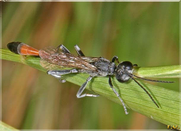  Ammophila sabulosa  Sphecidae 