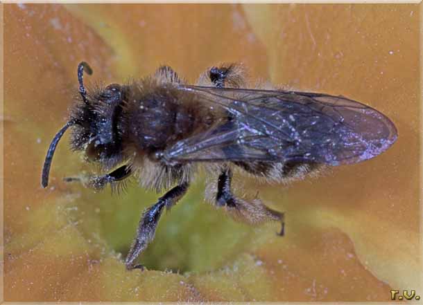  Andrena barbilabris  Andrenidae 