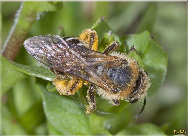  Andrena bicolor  Andrenidae 