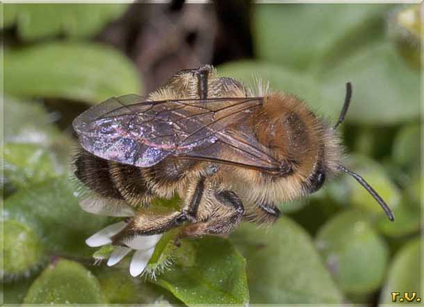  Andrena flavipes  Andrenidae 